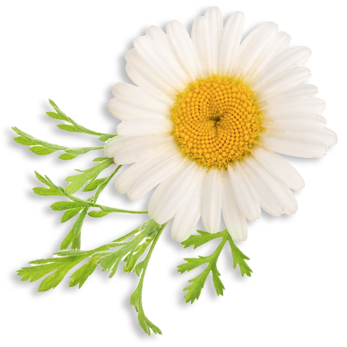 Chamomile Flower Extract