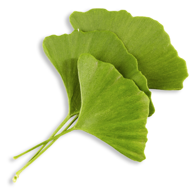 Ginkgo Biloba Leaf Extract