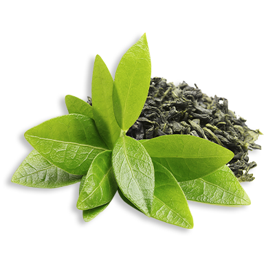 Green Tea Extract