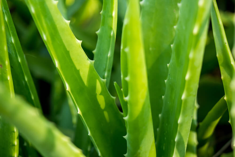 Aloe vera