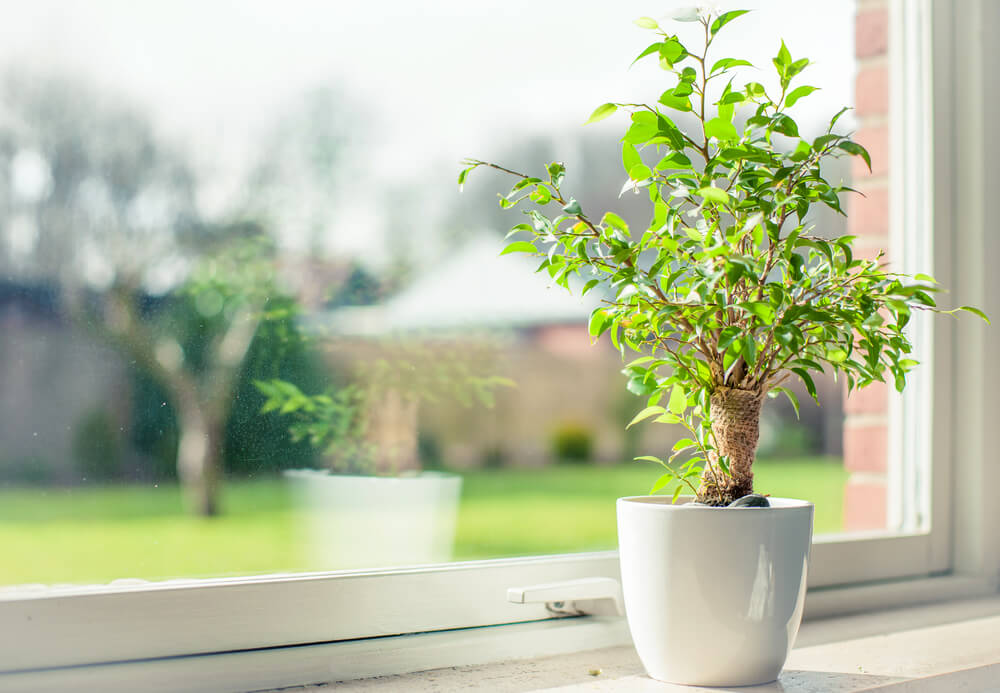 Small potted plant on window sill