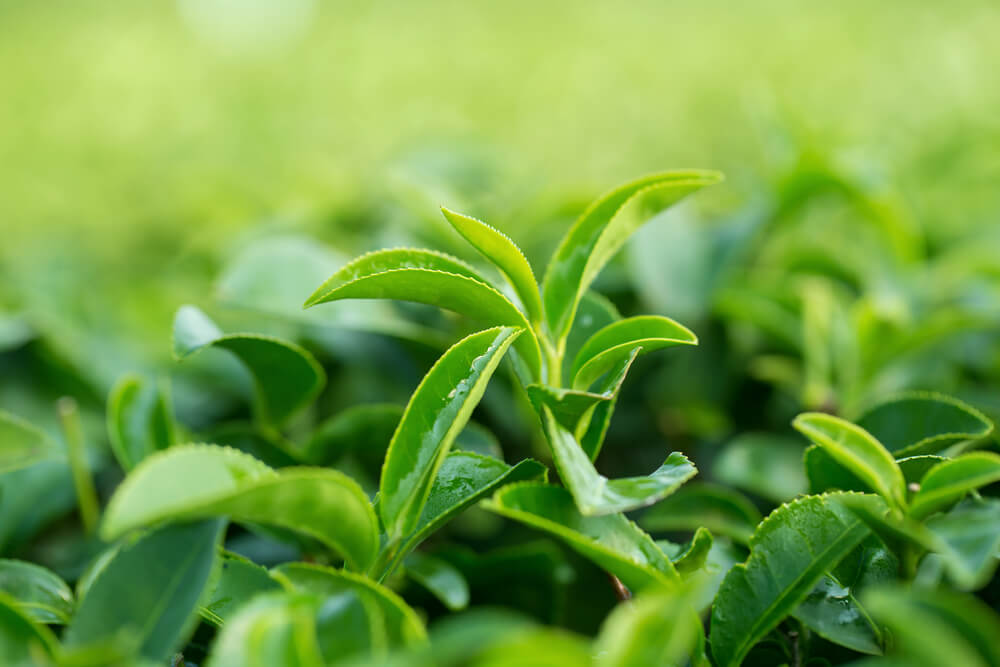 Green tea, one of the Vine Vera ingredients