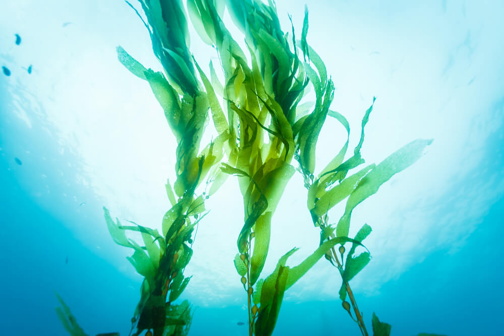 Seaweed