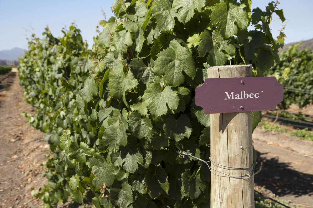 Grapes in vine with a 'Malbec' sign