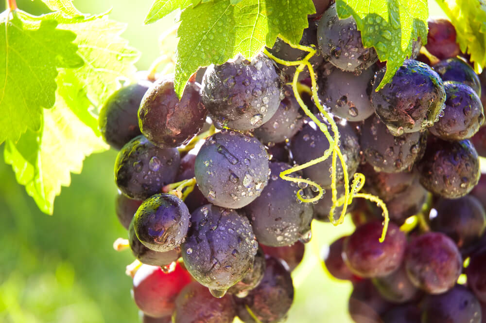 Grapes