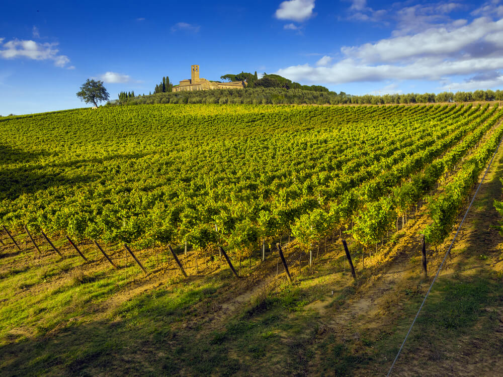 A wide stretch of vineyard, against a beautiful blue sky